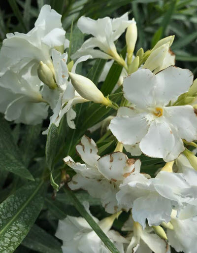 Oleander White